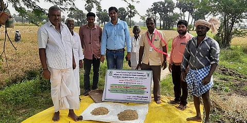 ICAR-KVK experts and farmers with ADT-54 harvested paddy in Nangudi village in Kilvelur block in Nagapattinam district. (Photo | EPS)