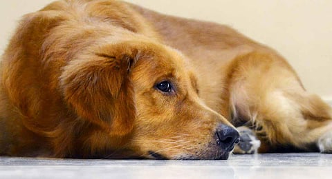 Representational Photo