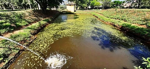 Sugarcane cultivation and fish farming are the new revenue earning initiatives at the Vellore Central Prison (Photo | Special arrangement)