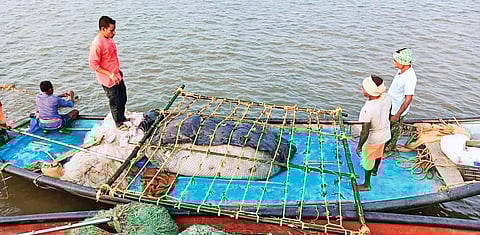Workers prepare for seaweed cultivation at Astrang in Puri on Wednesday. (Photo| EPS)