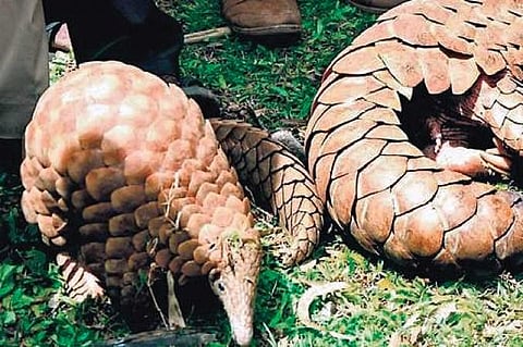 It’s high time to create awareness on saving pangolins from extinction