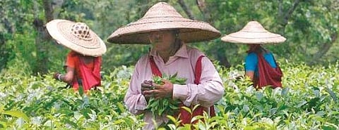 In one-third of 126 assembly seats, tea workers’ votes determine fate of candidates.