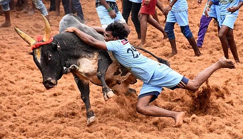 Day of charging bulls & daring youth