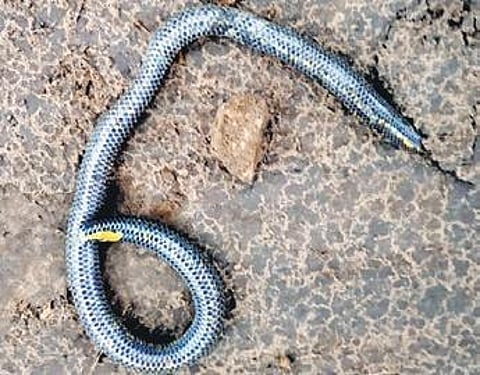 Shieldtails are harmless, primitive, burrowing snakes endemic to southern India and Sri Lanka.