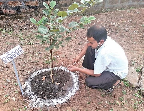 Jayaguru Patra waters a plant by using waste saline pipe | Express