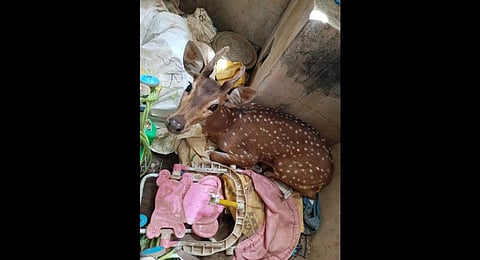 The spotted deer that was rescued in Varthur on Thursday morning | Express