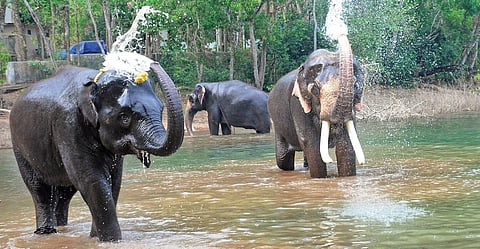 Elephants at the rehabilitation centre at Kottoor in Thiruvananthapuram taking bath in Neyyar dam’s catchment area as the mercury level rises | Vincent Pulickal