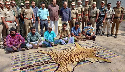 Six held for trying to sell tiger skin near Pollachi