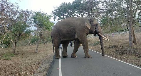 Rivaldo plays truant, escapes into forest