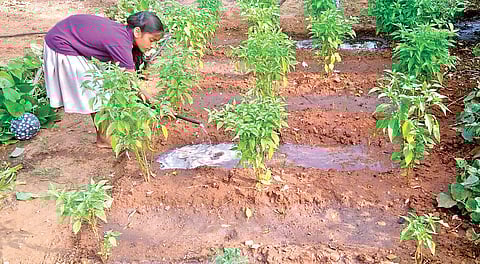 Children in Tiruchy nurture the saplings they planted in their backyards after attending a 10-week programme on organic farming. (Photo | EPS)