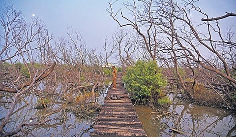 A view of the Muthupet mangrove forest in Tiruvarur district that was damaged during the Gaja cyclone in 2018. (Photo | EPS/SHIBA PRASAD SAHU)