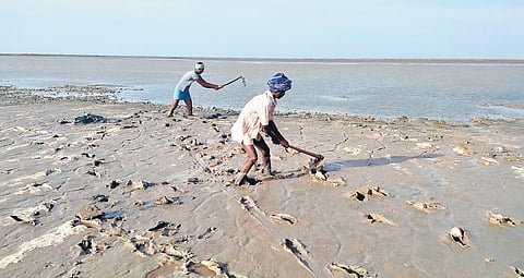 Local fishermen removing the silt from degraded mangrove forest area at Muthupet forest in Thiruvarur.