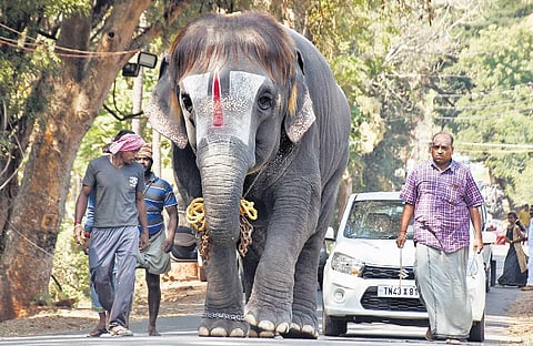 Temple and mutt elephants reaching Thekkampatti in Coimbatore district ahead of inauguration of 48-day annual rejuvenation camp. (Photo | U Rakesh Kumar, EPS)