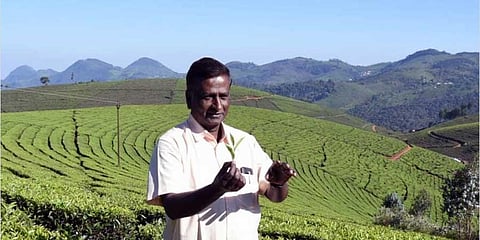 ‘Crafted tea’ plantation attracts tourists