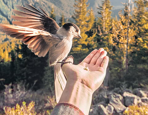 For representational purposes