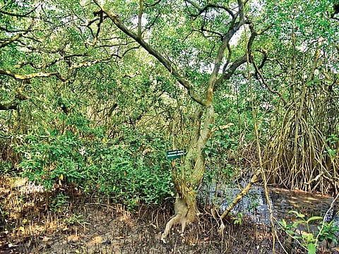 Mangalavanam the green lung of Kochi and home to diverse flora and fauna is facing ecological degradation due to rapid urbanisation | FILE PIC