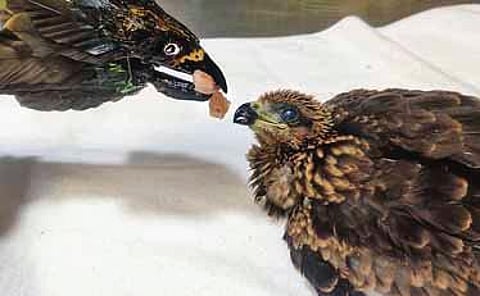 A kite chick receives food from the prosthetic feeder