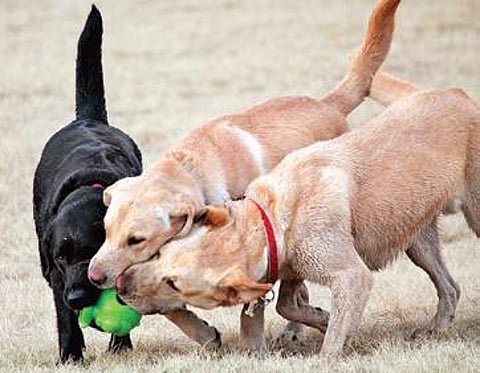 Puppers playing with a ball.