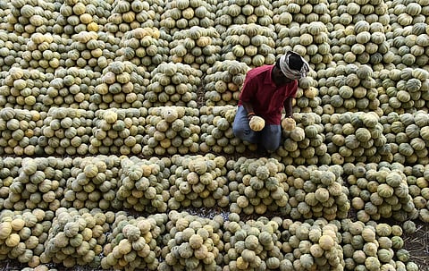 A trader stacks muskmelons at Gaddiannaram fruit market in Hyderbad. (Photo | Vinay Madapu, EPS)