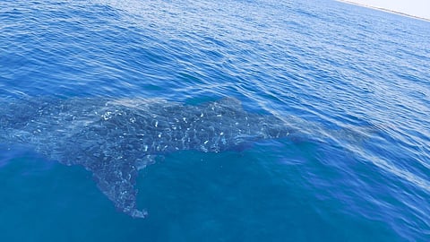 Whale Shark spotted near Kovalam reef. (Photo | Venkatesh of Ocean Delight Surf & Scuba)