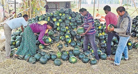 Locals buying watermelons in Kendrapara
