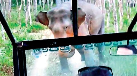 Screen grab of a video showing one of the elephants chasing the jeep