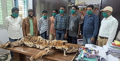 The arrested people with the tiger skin (Photo | Special arrangement)