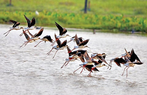 Waterbird census throws light on disappearing wetlands