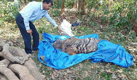 The carcass was found in the Nagarhole tiger reserve limits (Photo | Special arrangement)