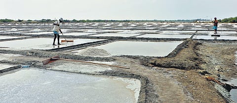 Salt workers in action in the salterns of Agasthiyampalli village near Vedaranyam in Nagapattinam | Antony fernando