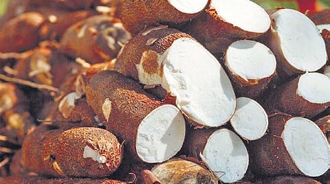 Tapioca is one of the most commonly cultivated crops in Dharmapuri, grown on about 14,000 hectares.