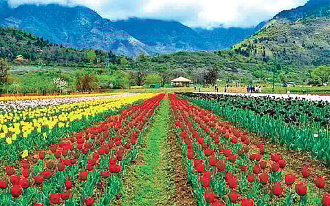 Carpet of tulips to greet visitors in Srinagar from tomorrow
