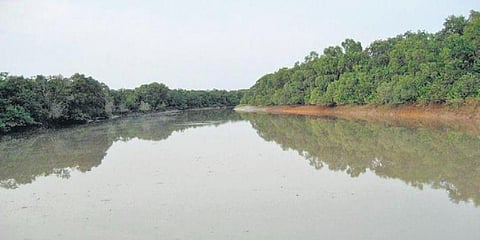 Mangrove forests in Bhitarkanika National Park.
