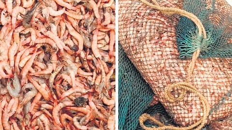 Paddy fields and prawns in aquaculture ponds damaged due to polluted Potharaju Canal waters in Ongole rural and Kothapatnam mandal limits. (Photo| EPS)