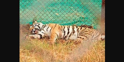 The tranquillised tigress Sundari inside the cage before being shifted to Kanha. (Photo | EPS)