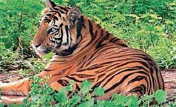 Jubilation in Satkosia villages after Sundari’s exit