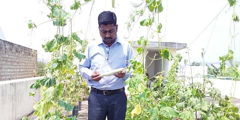 Agriculture Officer M Kannan takes care of his vegetable cultivation on terrace of his house in Perambalur. (Photo | EPS)