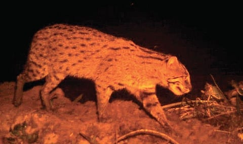 Video grab of a fishing cat in Chilika Lake