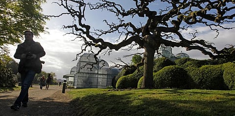 A photographer walks next to a Japanese Pagoda tree next to the Royal greenhouses on the grounds of the Royal Palace in Laeken, Belgium. (Photo | AP)