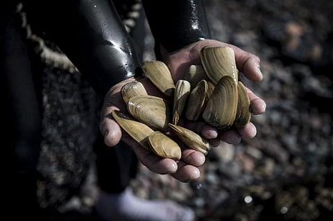 A fisherman shows saltwater clams. (Photo| AFP)