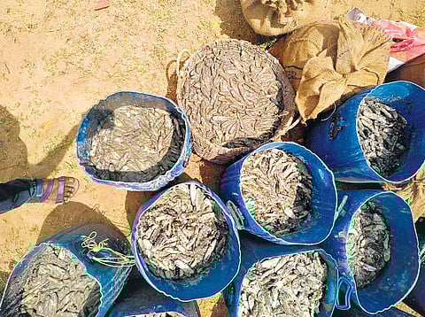 The seized sea cucumbers in Rameswaram | Express