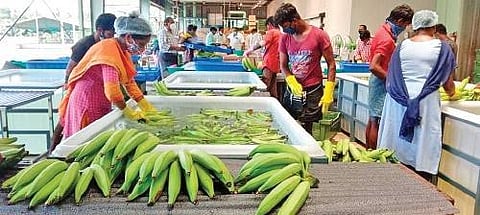 Workers segregate fruits at Agro and Fruit Processing Company for export