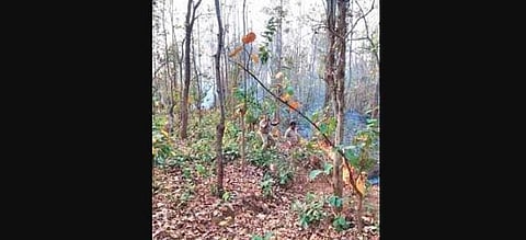 Bisoi police personnel engaged in fire fighting at a spot in Similipal forest