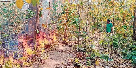 The task force has been assigned with the responsibility of improving the SOP to prevent and restrain such fire occurrences in the wild. (Photo | EPS)