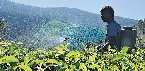 The wages of tea estate workers are revised by the managements every four years.