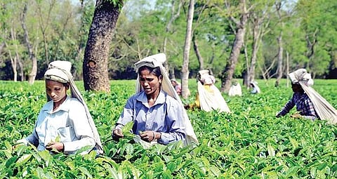 Women pluck tea leaves at a tea estate in Jokai, Dibrugarh, Assam. (File Photo | PTI)