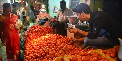 Nature’s bounty leaves tomato farmers gloomy