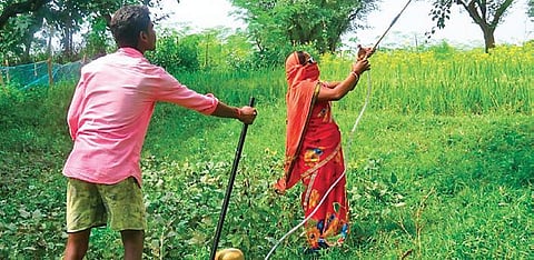 There are more than 73,000 women who earn between `25,000 and `50,000 extra every year from lac cultivation. (Photo | Express)