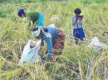Ragi being harvested near Bengaluru