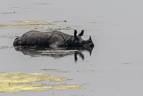A greater one horned rhino is sighted at Bardiya National Park, Bardiya District, 330miles west from Kathmandu. (Photo | AP)